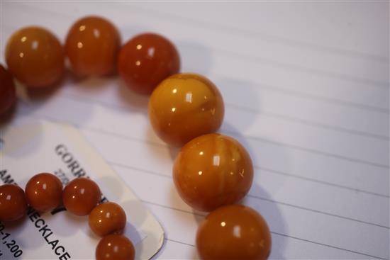 A long single strand graduated circular amber bead necklace, 51in.
